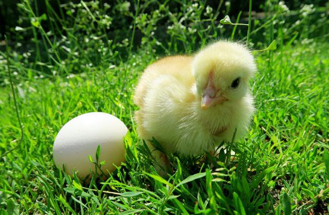 Chicken or egg
