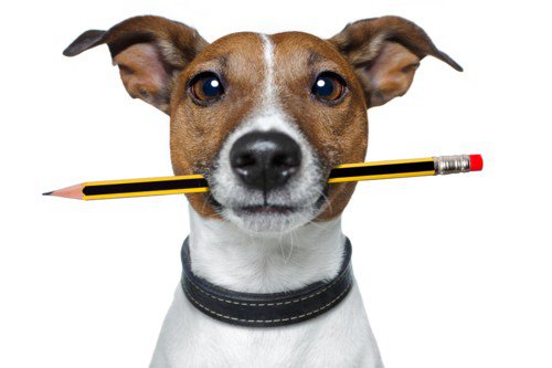 Dog With Pencil